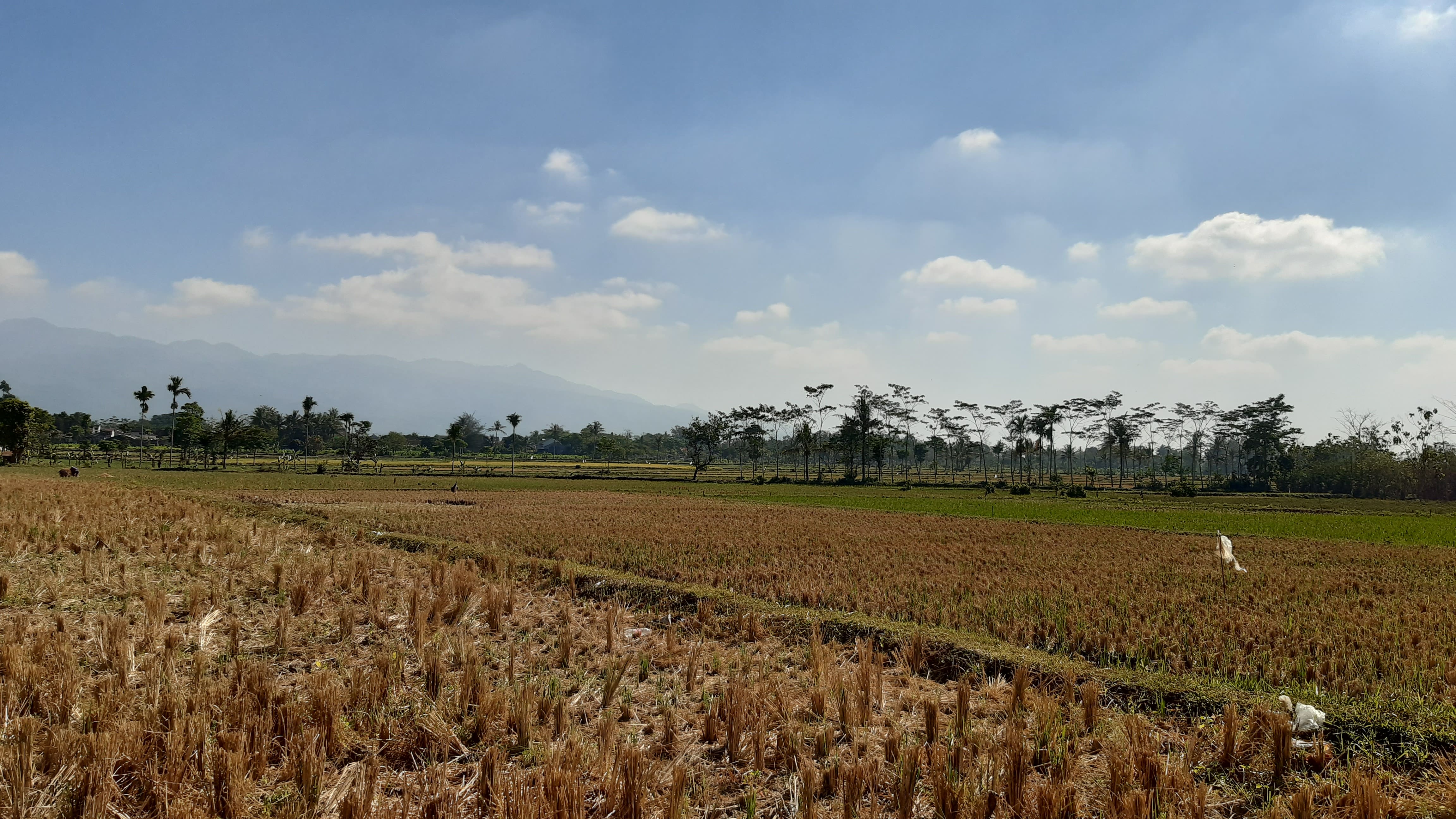 Gambar sampul Cerita dari Tempat Dinasku: Pegawai Lapangan Harus Apa?