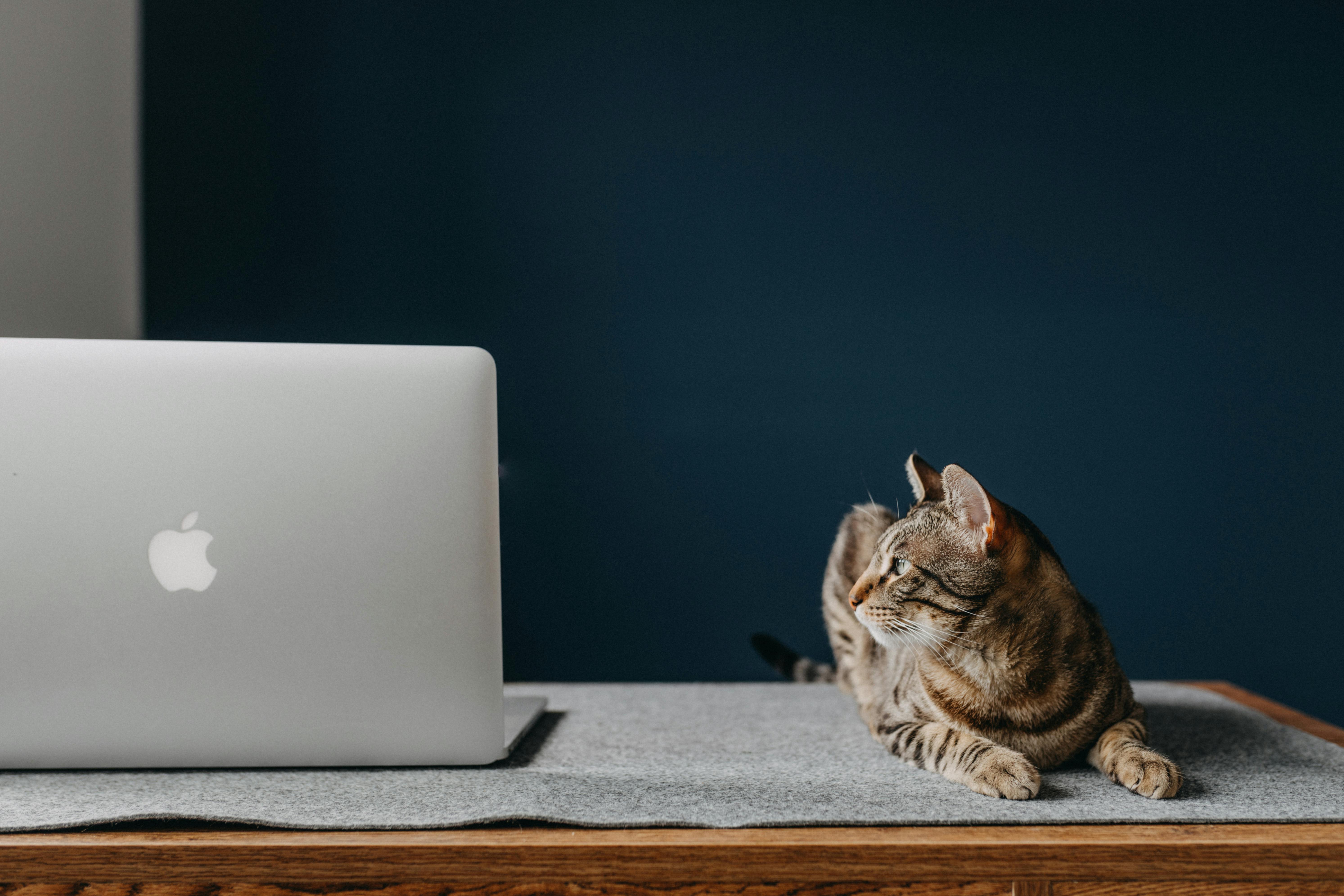 Gambar sampul Efisiensi dan "Kucing-Kucing" Birokrasi