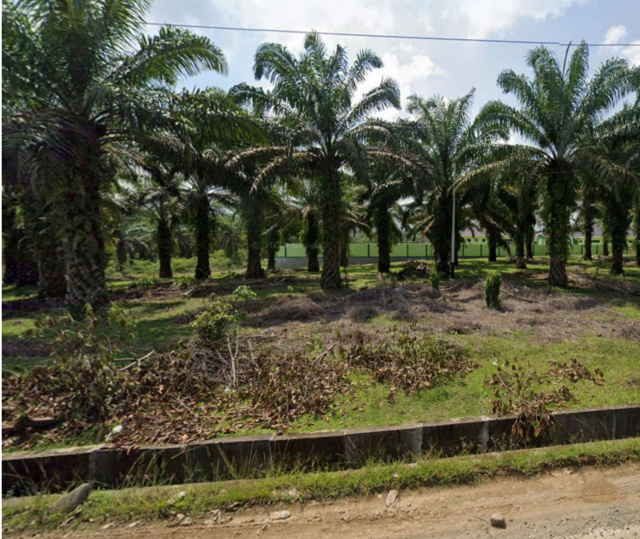 Dampak Kebijakan Pelarangan Kelapa Sawit Uni Eropa terhadap Industri ...