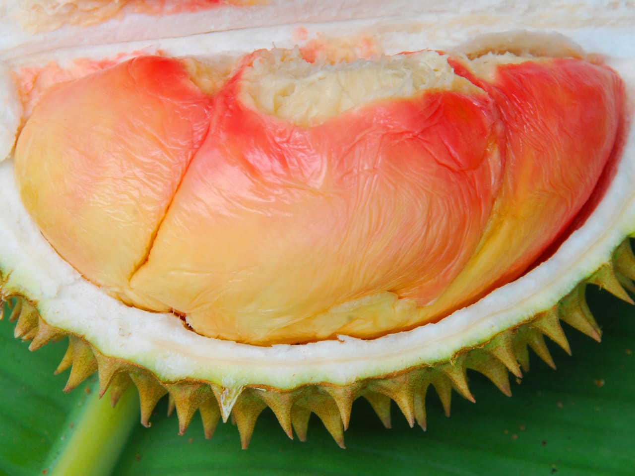 Durian Pelangi (Tangkapan Layar)
