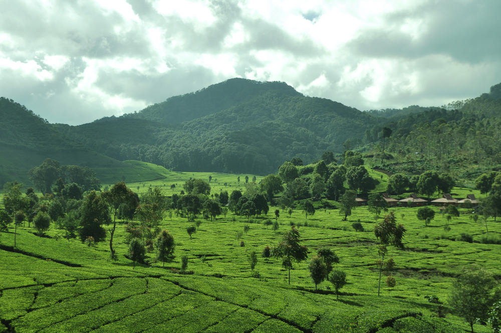 Menikmati Pemandangan Kota Bandung dari Bukit dan Kawasan Perkebunan