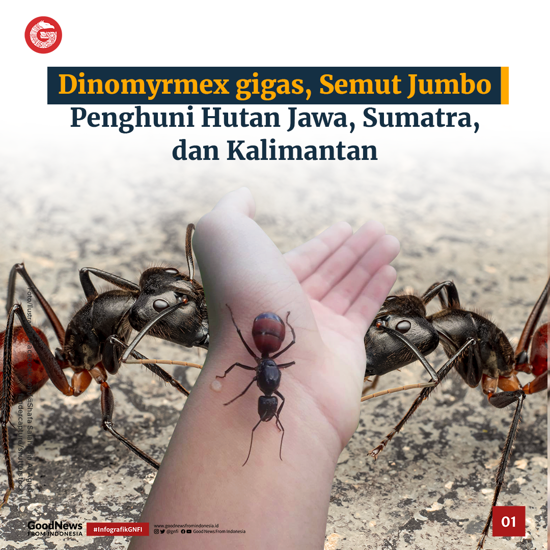 Dinomyrmex gigas, Semut Jumbo Penghuni Hutan Jawa, Sumatra, dan Kalimantan