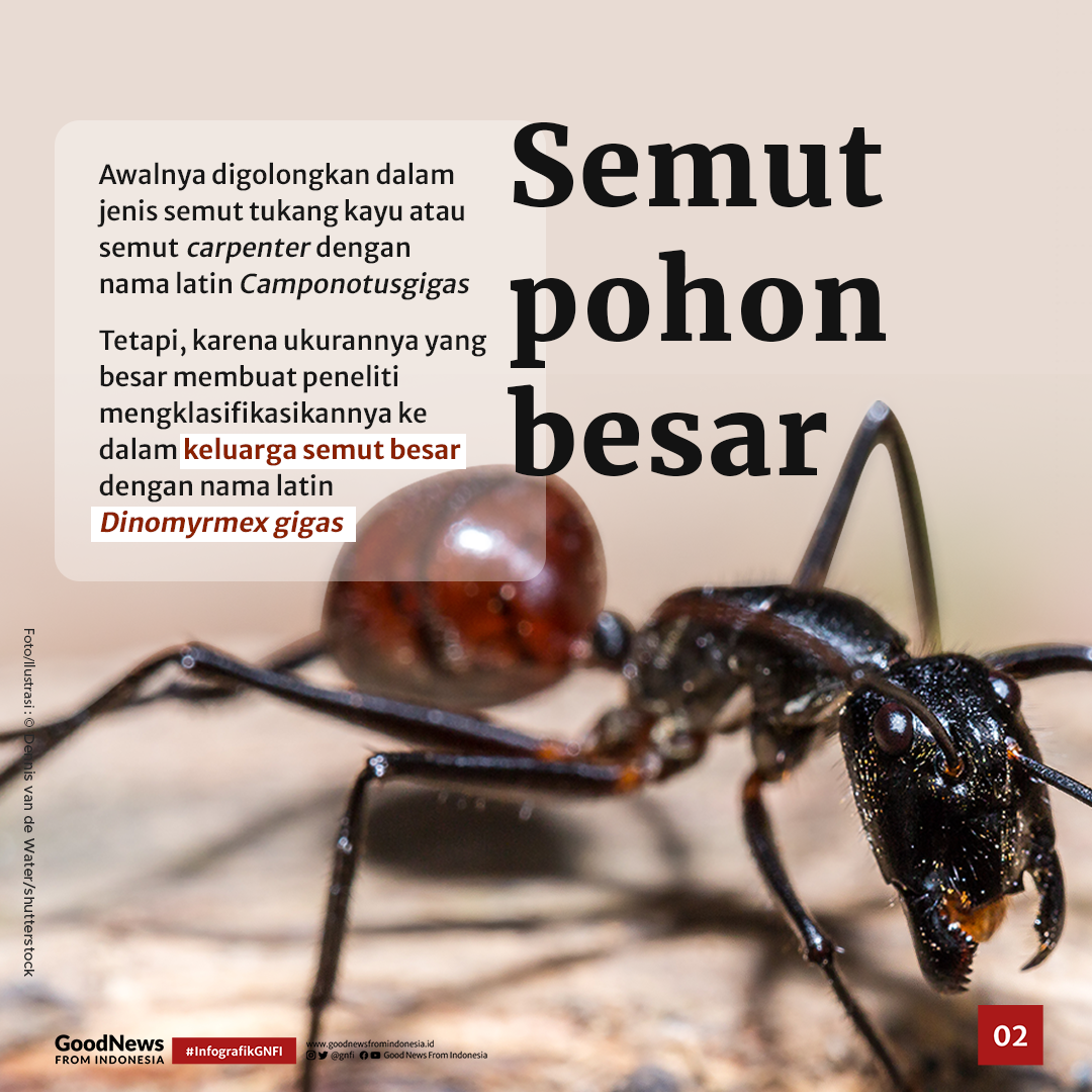 Dinomyrmex gigas, Semut Jumbo Penghuni Hutan Jawa, Sumatra, dan Kalimantan