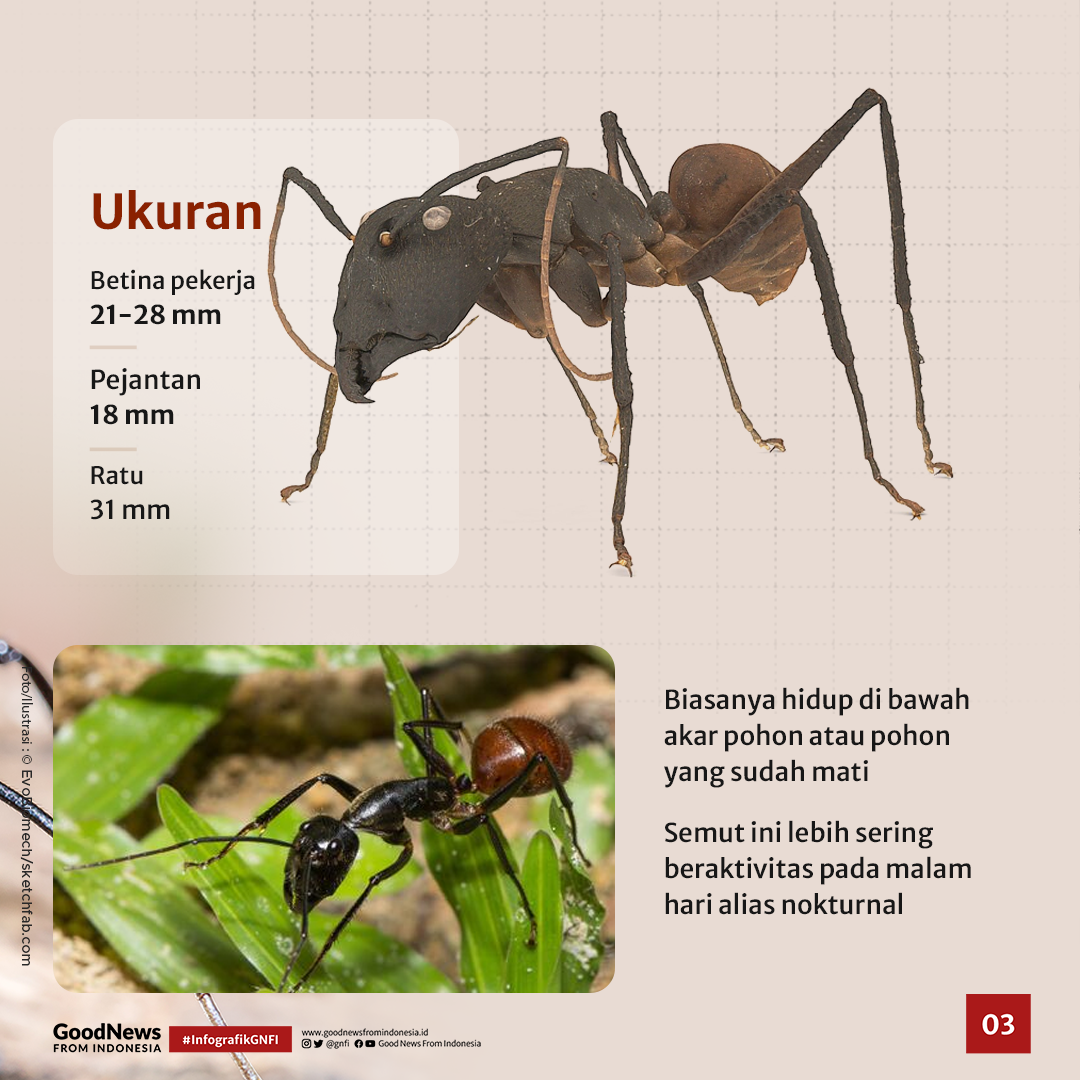 Dinomyrmex gigas, Semut Jumbo Penghuni Hutan Jawa, Sumatra, dan Kalimantan
