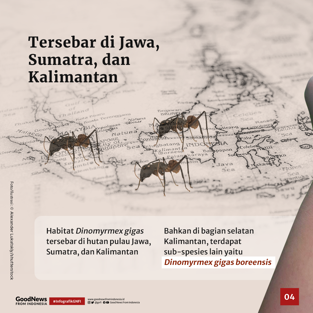 Dinomyrmex gigas, Semut Jumbo Penghuni Hutan Jawa, Sumatra, dan Kalimantan