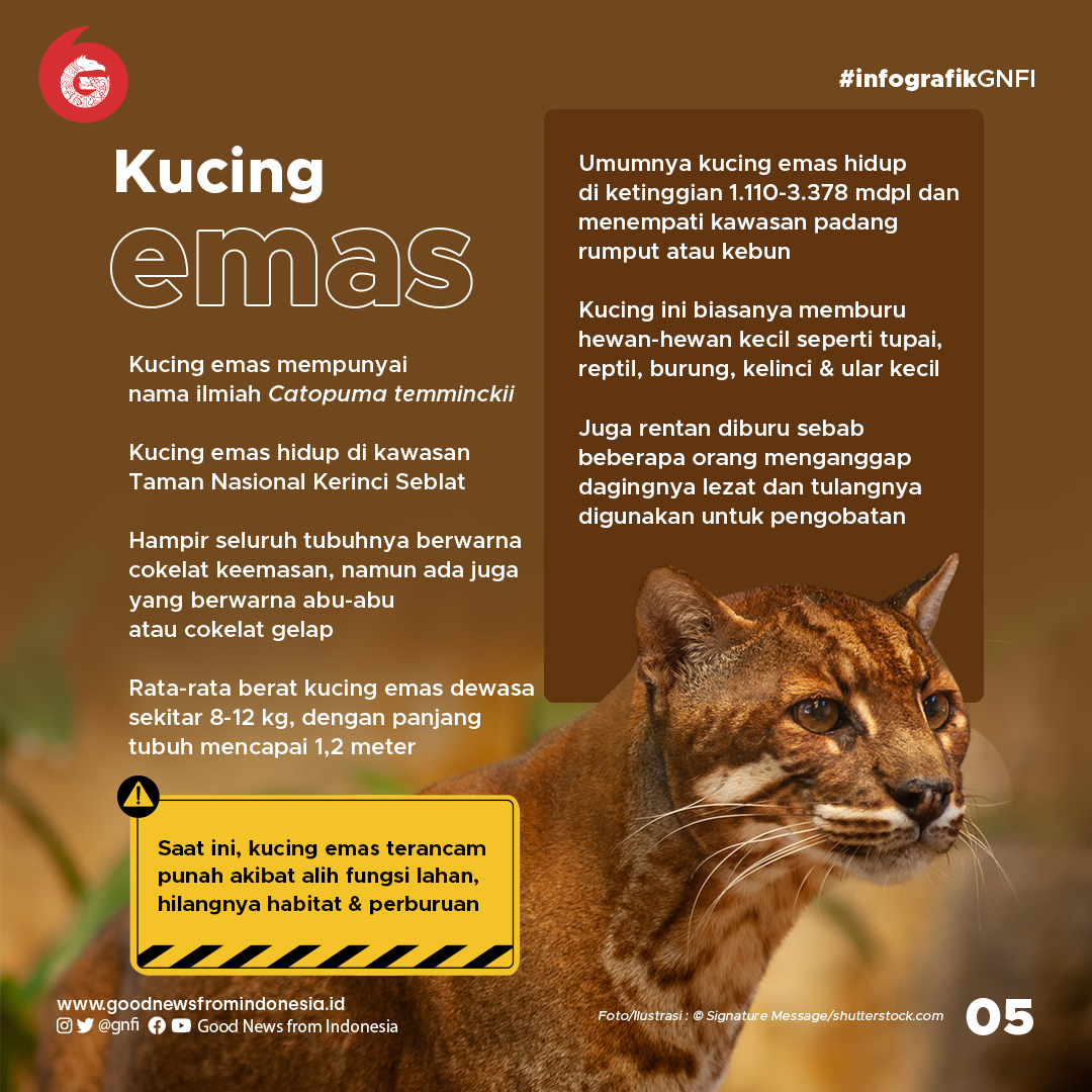 Bobcat, Kucing Hutan yang Memangsa Ikan Hiu! Good pekkas playhouse decks