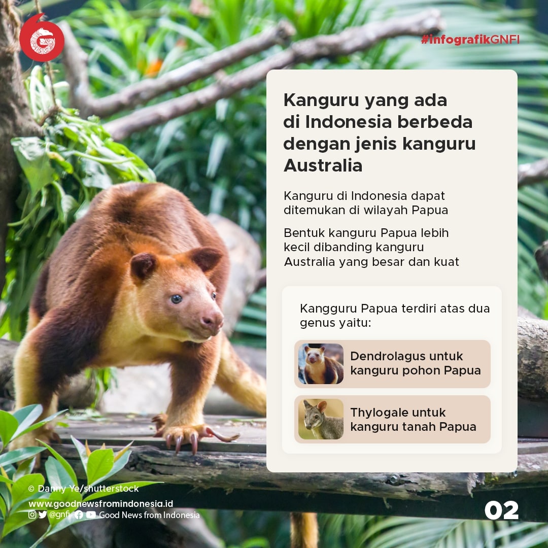 Ragam Kanguru yang Ada di Indonesia