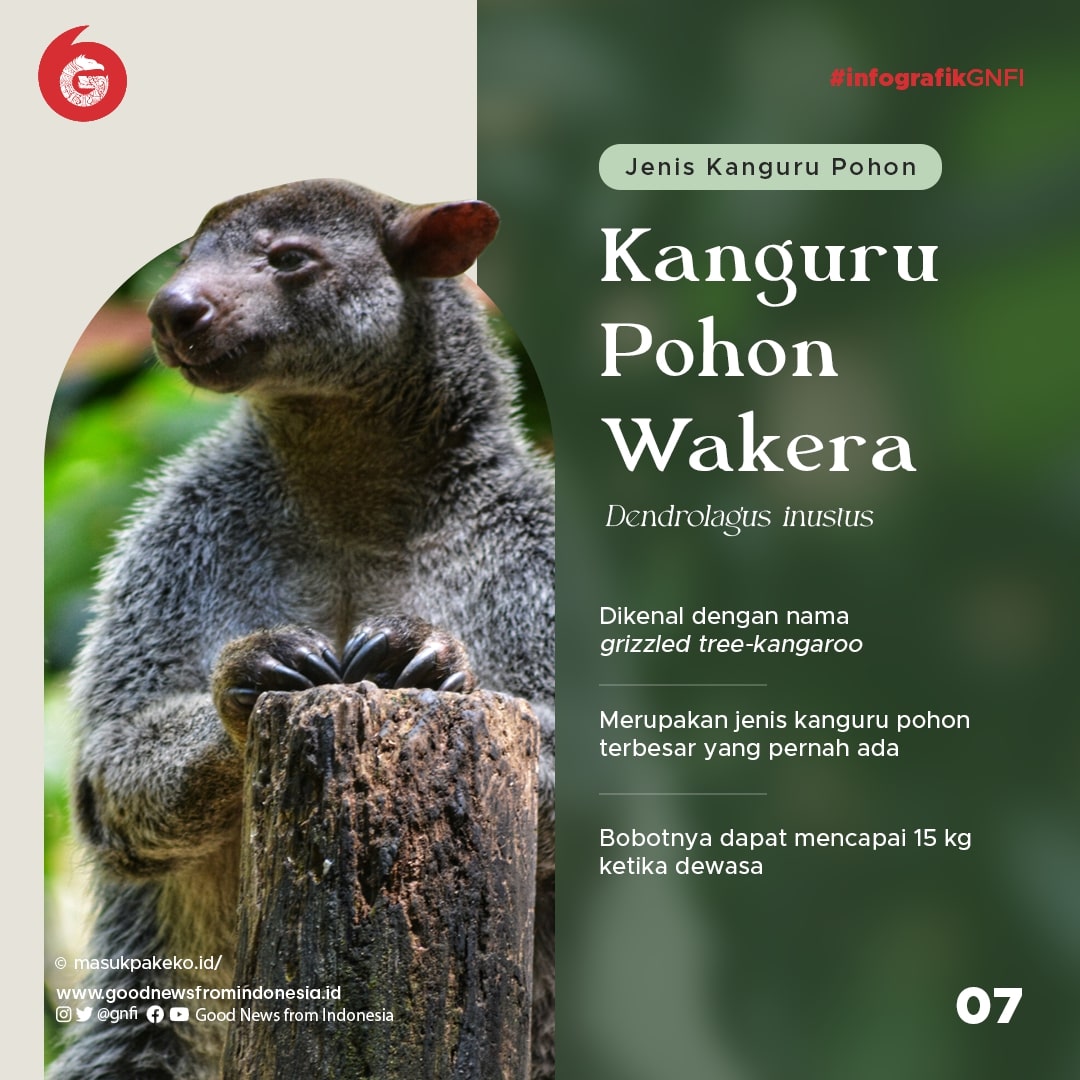 Ragam Kanguru yang Ada di Indonesia