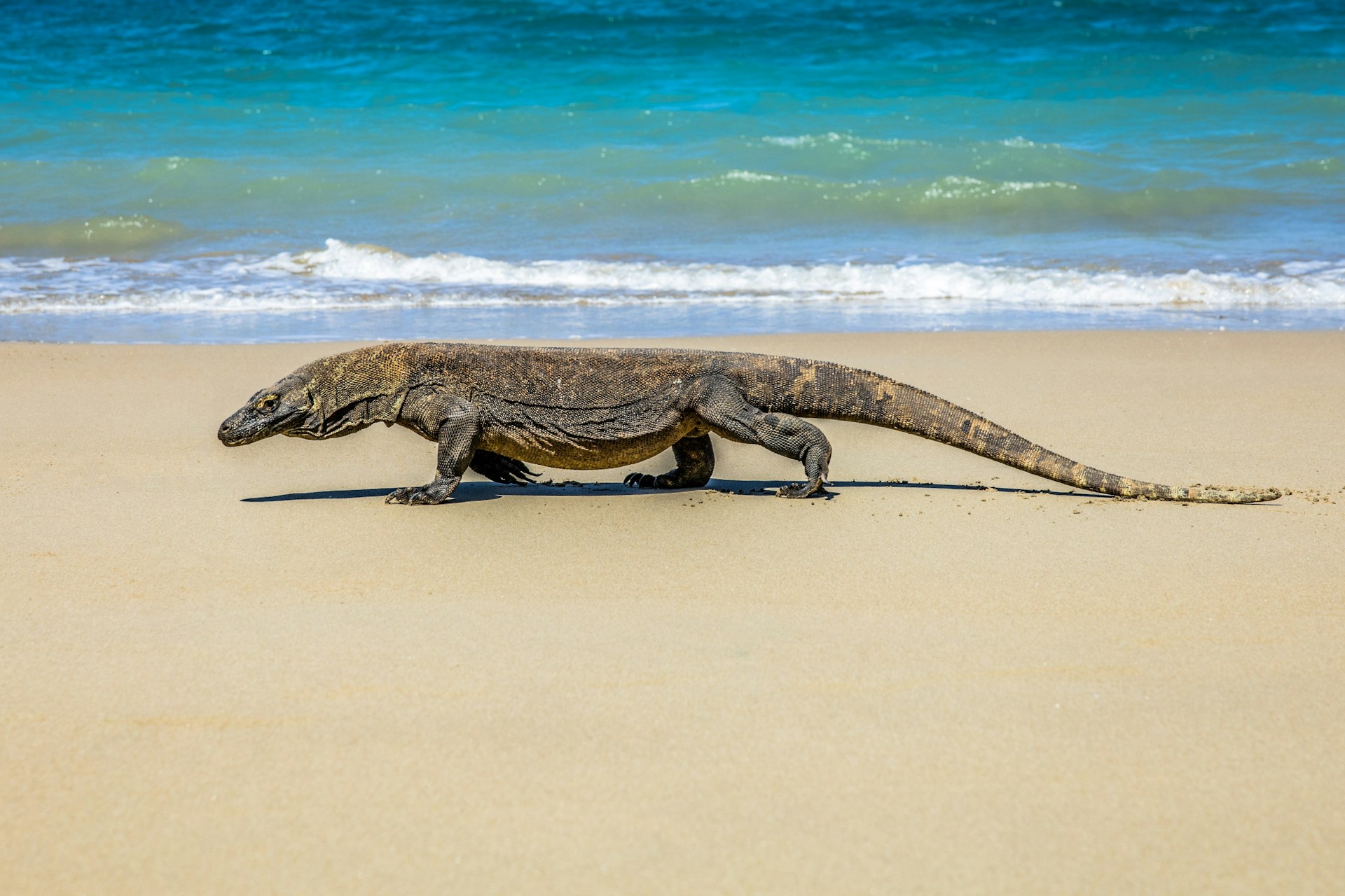 Komodo Dragon: Indonesia's Unique Endemic Species on Komodo Island