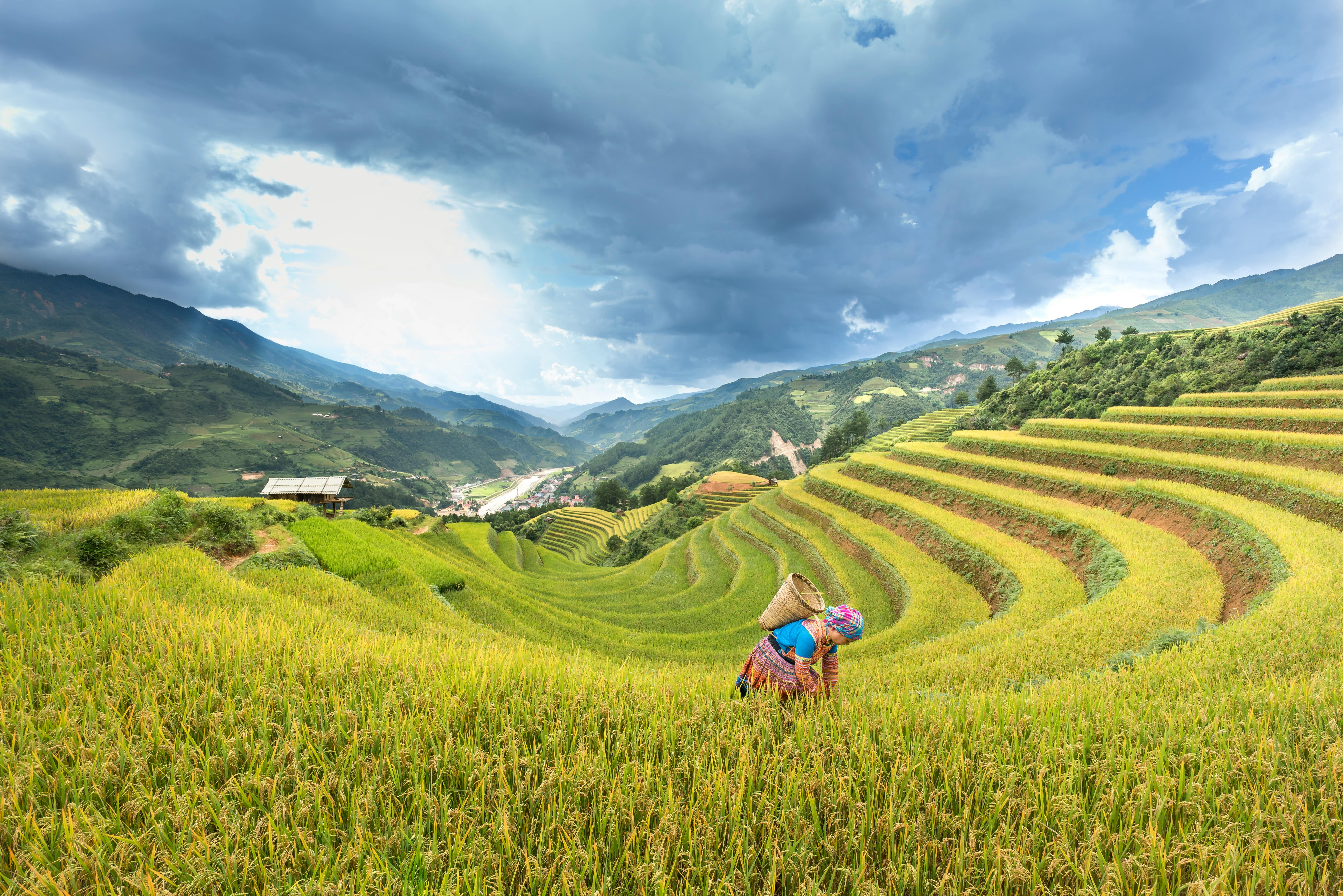 Mu Cang Chai Rice Terraces, Vietnam | Photo: Quang Nguyen Vinh on Pexel