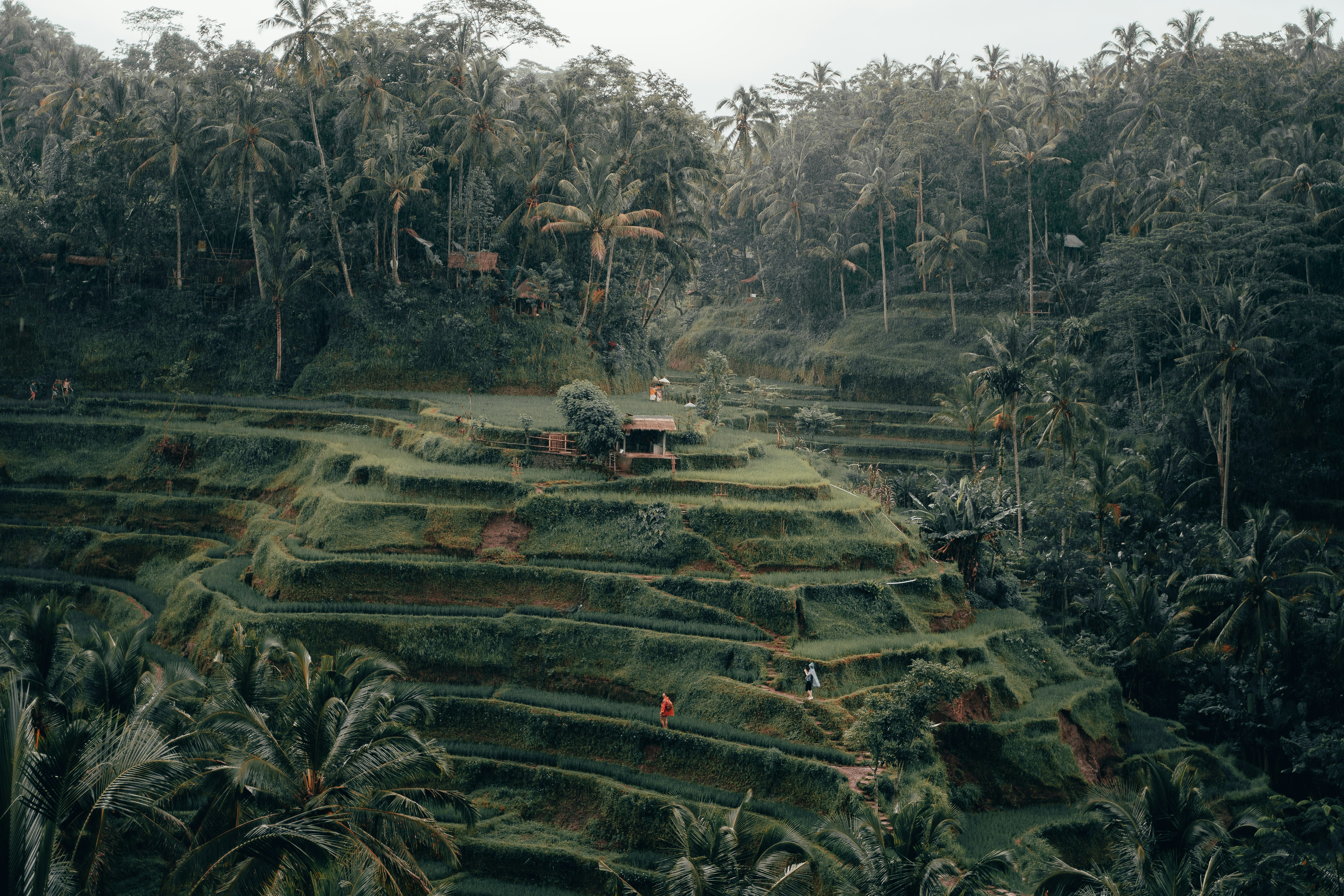 Tegalalang Rice Terrace, Bali, Indonesia | Photo by Radoslav Bali on Unsplash