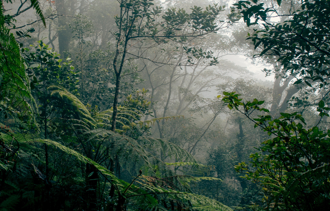 Rainforest in Kinabalu Park, Borneo.