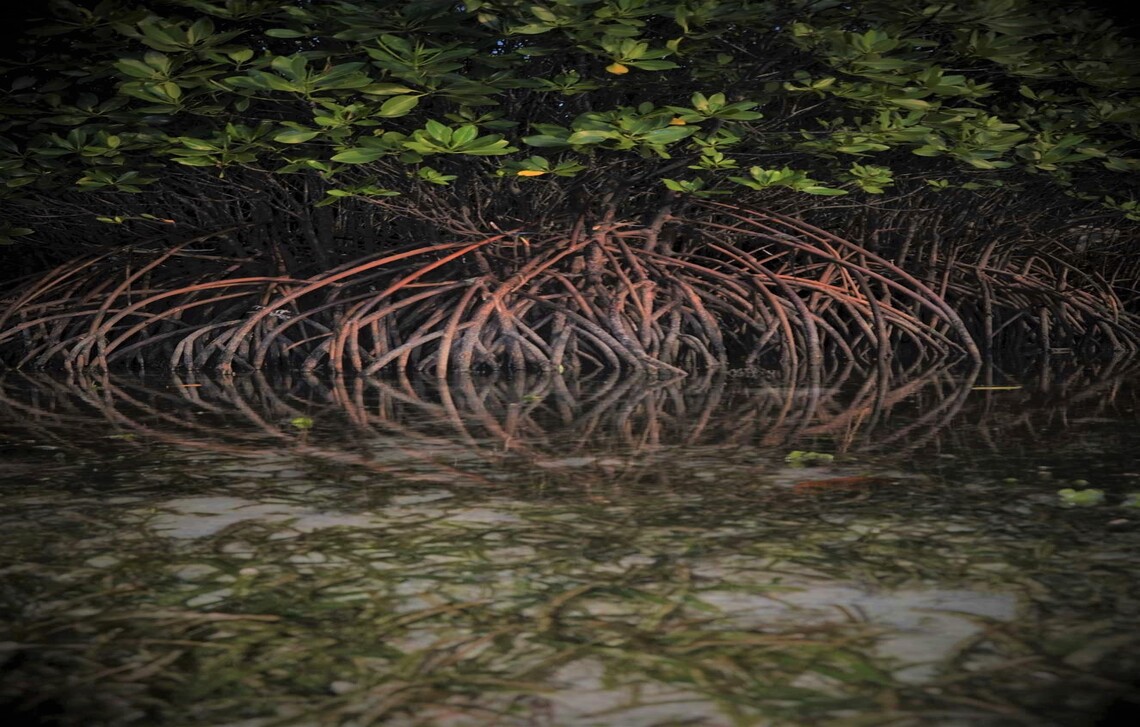 Portrait of a mangrove forest in Seribu Islands National Park, Indonesia.