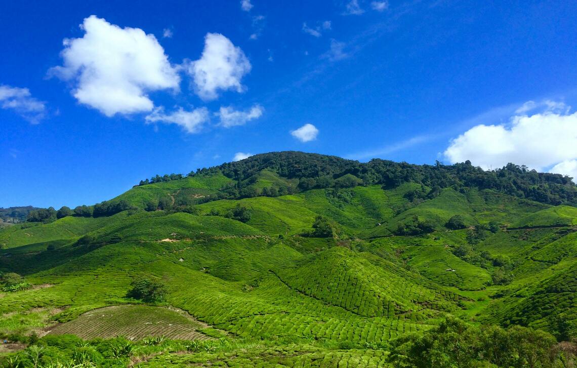 Cameron Highlands, Pahang, Malaysia.