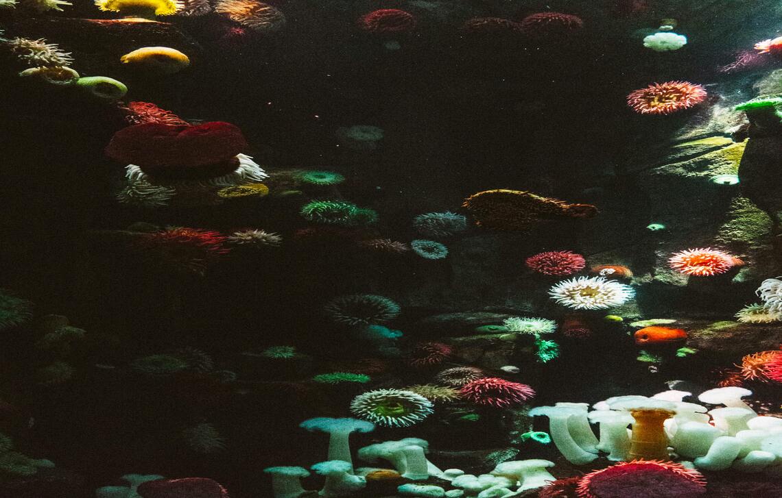 Corals in different colors.